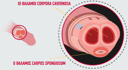 ΘΑΛΑΜΟΙ CORPORA CAVERNOSA